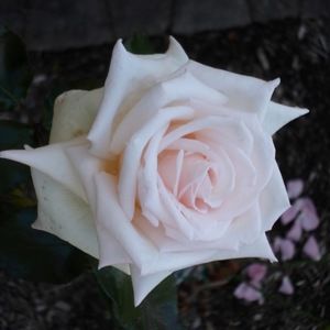 Meet your Posher, Tonya